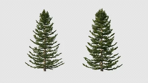 Growing trees on a white background Stock Footage 233685001