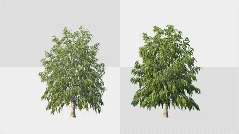 Growing trees on a white background Stockbeeldmateriaal 233770161