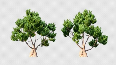 Growing trees on a white background Vidéo 234517149