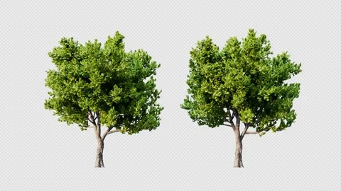 Growing trees on a white background Vidéo 234517154
