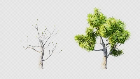 Growing trees on a white background Stock Footage 234961553