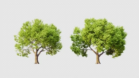Growing trees on a white background Stock Footage 235516766