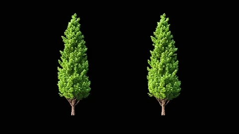 Growing trees on a white background Stock Footage 235779796