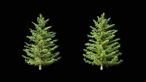 Growing trees on a white background Stock Footage 235779807