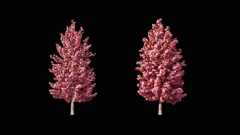 Growing trees on a white background Stock Footage 235911337