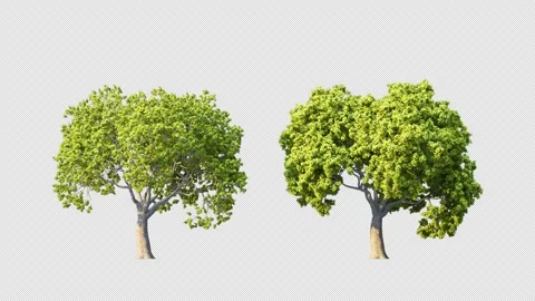 Growing trees on a white background Stock Footage 237313051