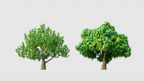Growing trees on a white background Vidéo 237509683