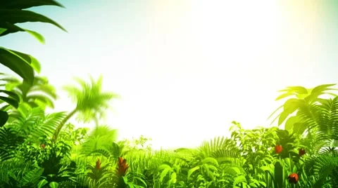 Growing tropical forest Stock Footage 7133243