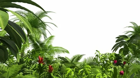 Growing tropical forest Stock Footage 7133253