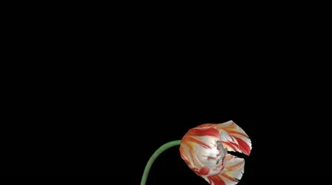 Growing tulip flower 스톡 동영상 10931468