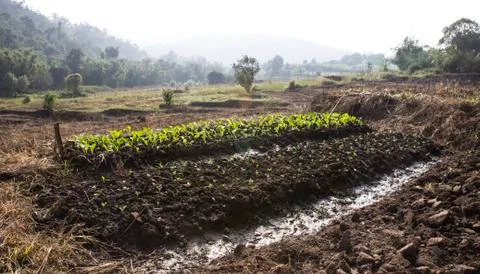 Growing vegetable plot Foto stock