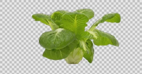 Growing Vegetable - Stop Motion Video stock 61381139