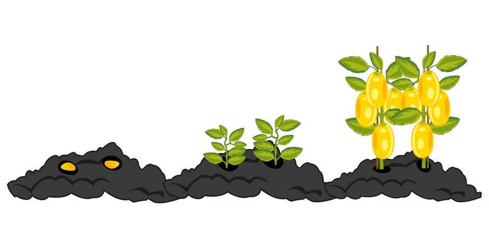 Growing vegetables from boarding seed before harvest Stock Illustration