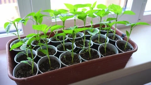 Growing vegetables Stock Footage 186622787