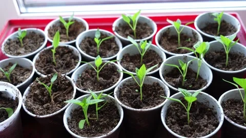 Growing vegetables Stock Footage 187445278