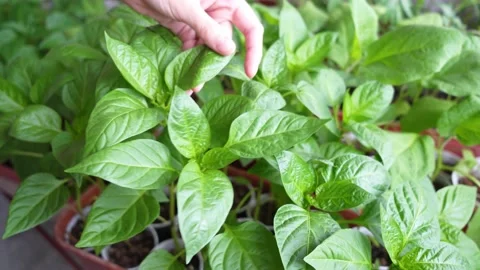 Growing vegetables Stock Footage 187445575