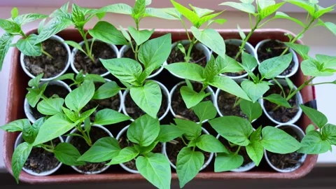 Growing vegetables Stock Footage 191566180