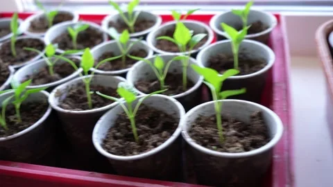 Growing vegetables Stock Footage 191566656