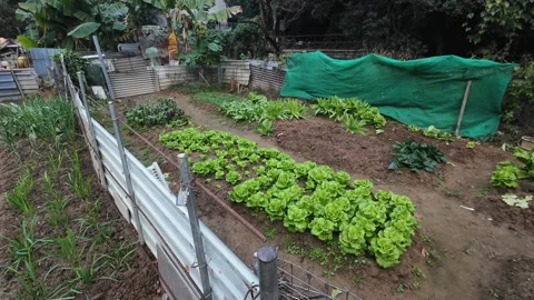 Growing vegetables. Stock Footage 303647166