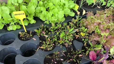 Growing vegetables Stock Footage 343315894