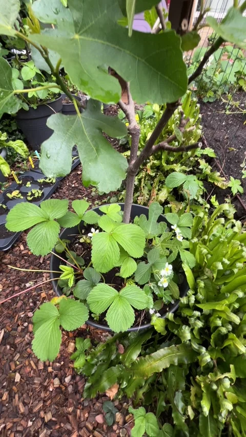 Growing vegetables 库存影片 343316373