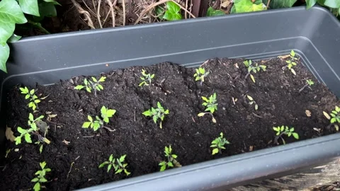 Growing vegetables Stock Footage 343316559