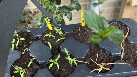 Growing vegetables 库存影片 343317194