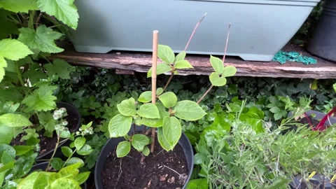 Growing vegetables 库存影片 343317305