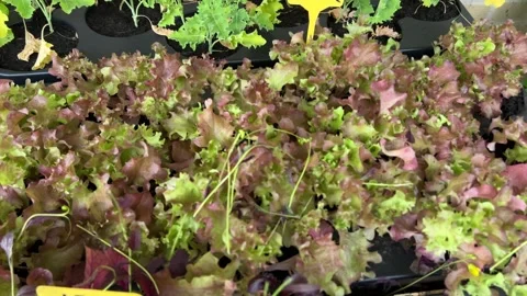 Growing vegetables Stock Footage 343317536