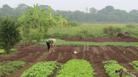 Growing vegetables in the garden Stock Footage 58626434