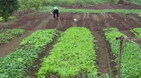 Growing vegetables in the garden Stock Footage 58626445
