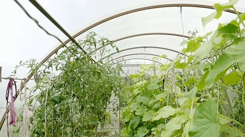 Growing vegetables in the greenhouse Video stock 80359265