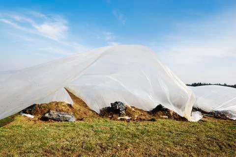 Growing Vegetables Stock Photos