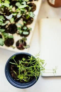 Growing vegetables Stock Photos