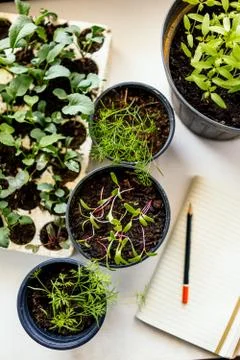 Growing vegetables Stock Photos