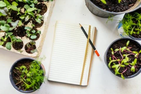 Growing vegetables Stock Photos