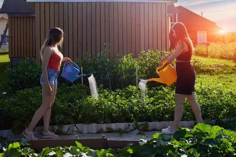 Growing vegetables on plot in front of country house, two young Caucasian women Fotos de archivo