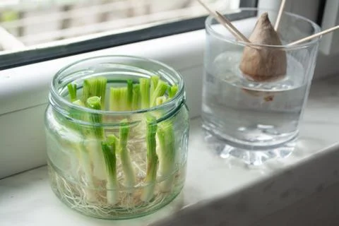 Growing vegetables from scraps Stock Photos