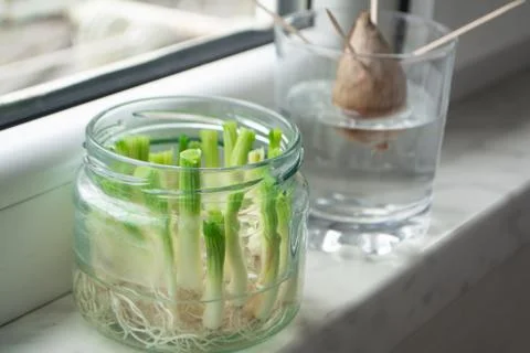 Growing vegetables from scraps Stock Photos