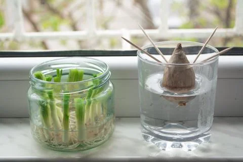 Growing vegetables from scraps Foto stock