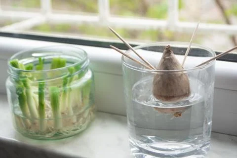 Growing vegetables from scraps Stock Photos