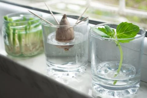 Growing vegetables from scraps Stock Photos
