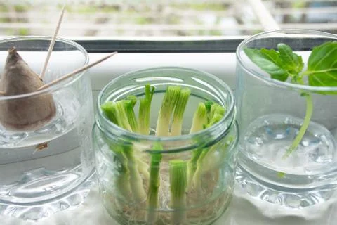 Growing vegetables from scraps Stock Photos