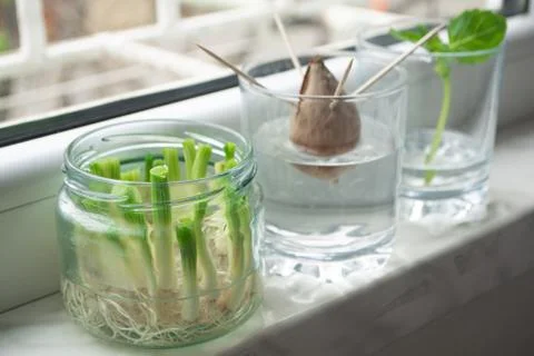 Growing vegetables from scraps Foto stock