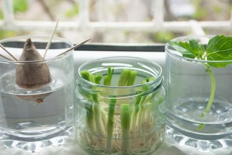 Growing vegetables from scraps Stock Photos
