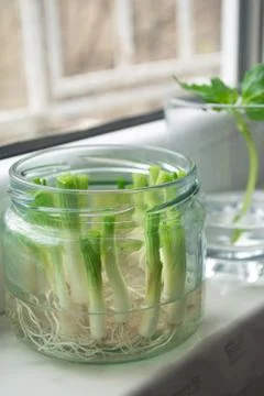 Growing vegetables from scraps Stock Photos