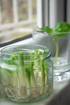 Growing vegetables from scraps Stock Photos