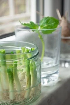 Growing vegetables from scraps Stock Photos