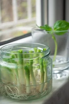 Growing vegetables from scraps Stock Photos