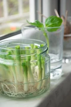 Growing vegetables from scraps Stock Photos